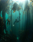 Kelp Forest Snorkeling Experience in Cape Town