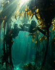 Kelp Forest Snorkeling Experience in Cape Town