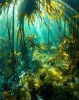 Forest Daydream - Digital Ocean Art