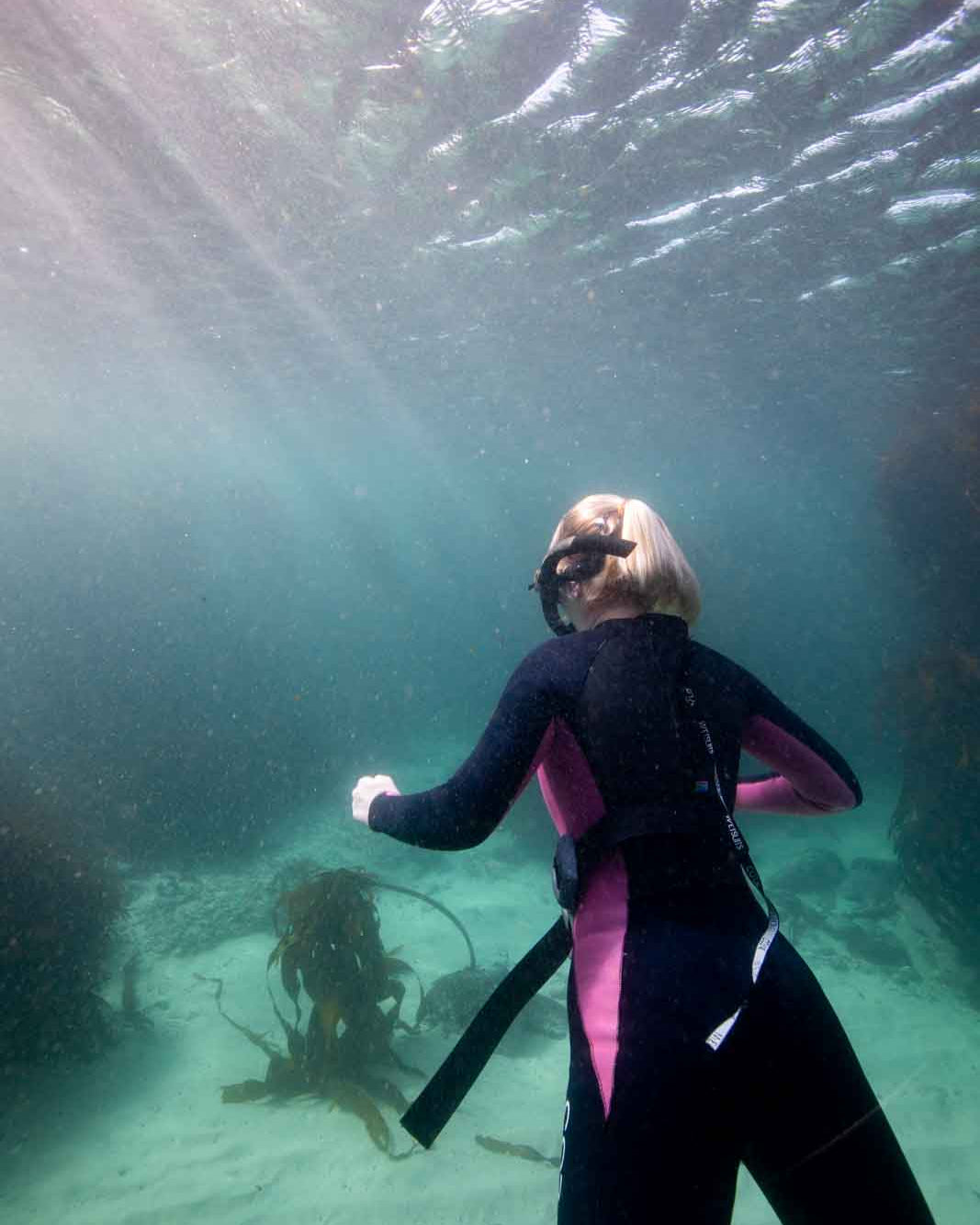 Kelp Forest Snorkeling Experience in Cape Town