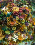 Kelp Forest Snorkeling Experience in Cape Town