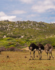 Explore the Cape Peninsula - full day tour (8 -10hrs)