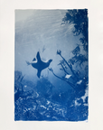 Cape Fur Seal - Cyanotype Artwork