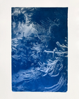 Nippled Sea Fan Nook - Cyanotype Artwork
