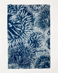 Sandy Anemones - Cyanotype Artwork