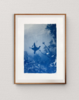 Cape Fur Seal - Cyanotype Artwork