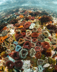 Anemone Rainbow - Digital Ocean Art