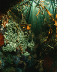 Kelp Forest - Digital Ocean Art