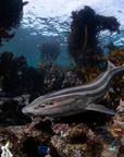 Kelp Forest Snorkeling Experience in Cape Town