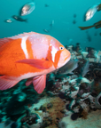 Kelp Forest Snorkeling Experience in Cape Town