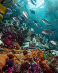 Kelp Forest Snorkeling Experience in Cape Town