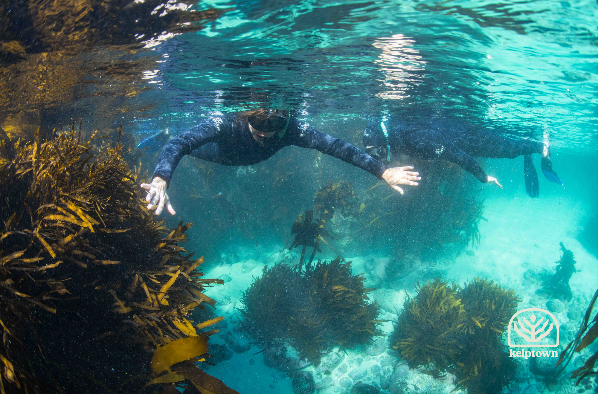 Why Winter Is a Great Time to Snorkel in Cape Town (5 Reasons You Might Be Surprised)