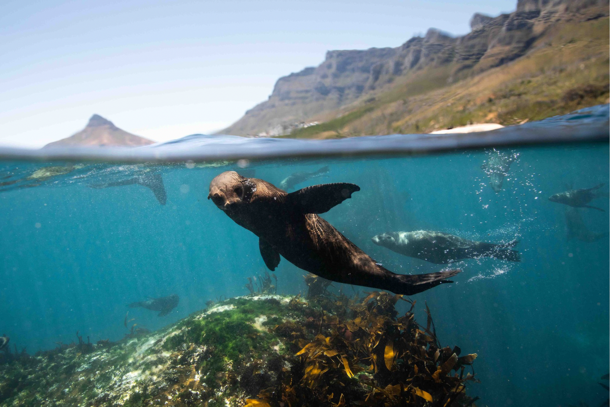 When are the best diving conditions in Cape Town?