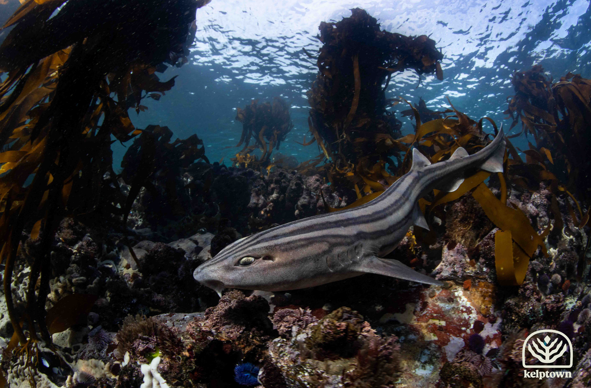 Pyjama shark, kelp forest snorkelling 