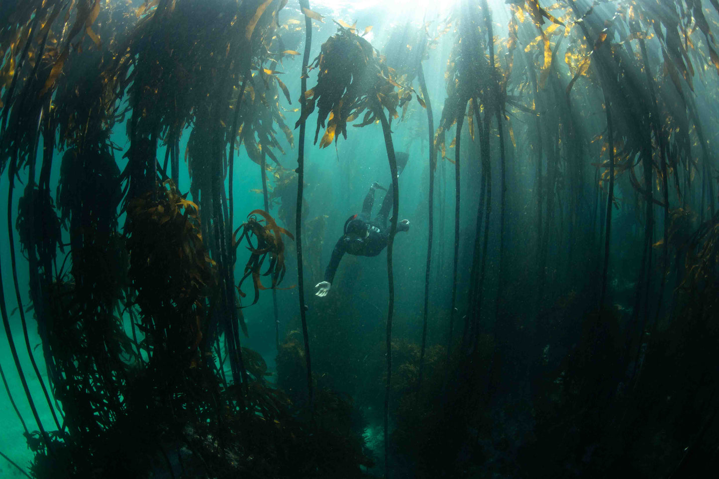 Kelp Forest Snorkeling