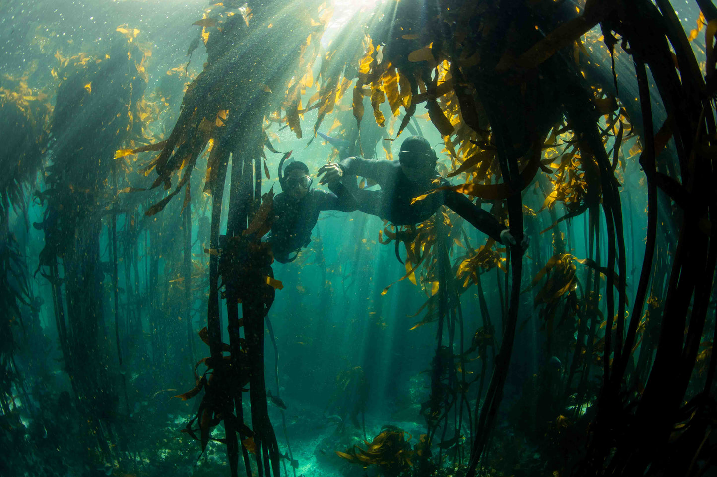 Kelp Forest Snorkeling