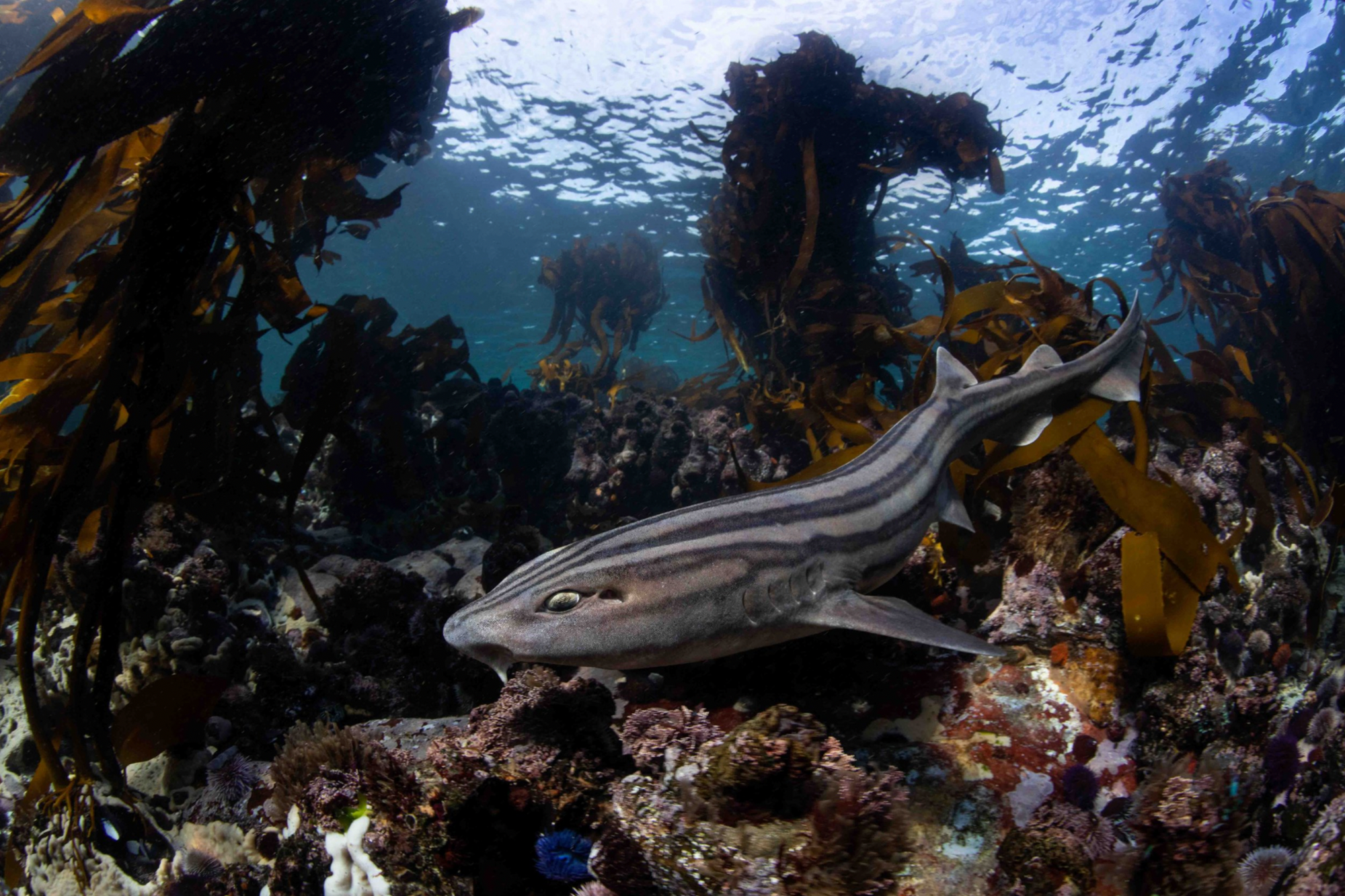 Kelp Forest Snorkeling Experience in Cape Town