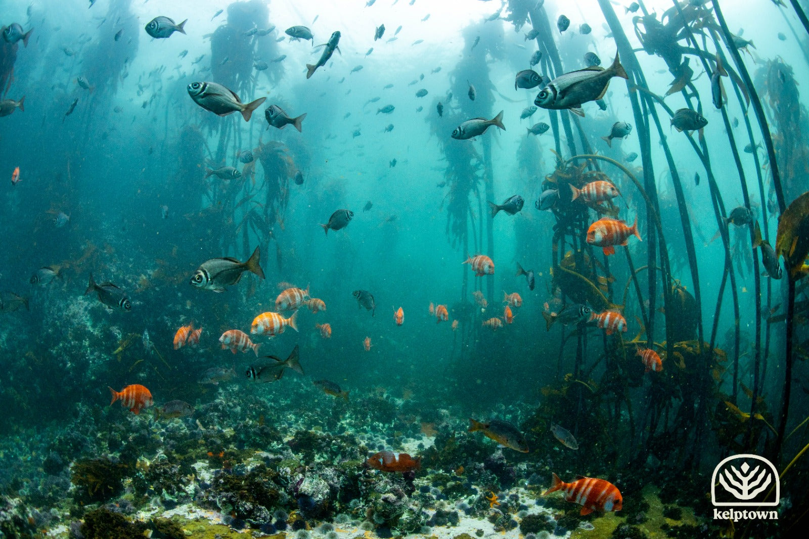 Fishlife in the kelp forests in Cape Town