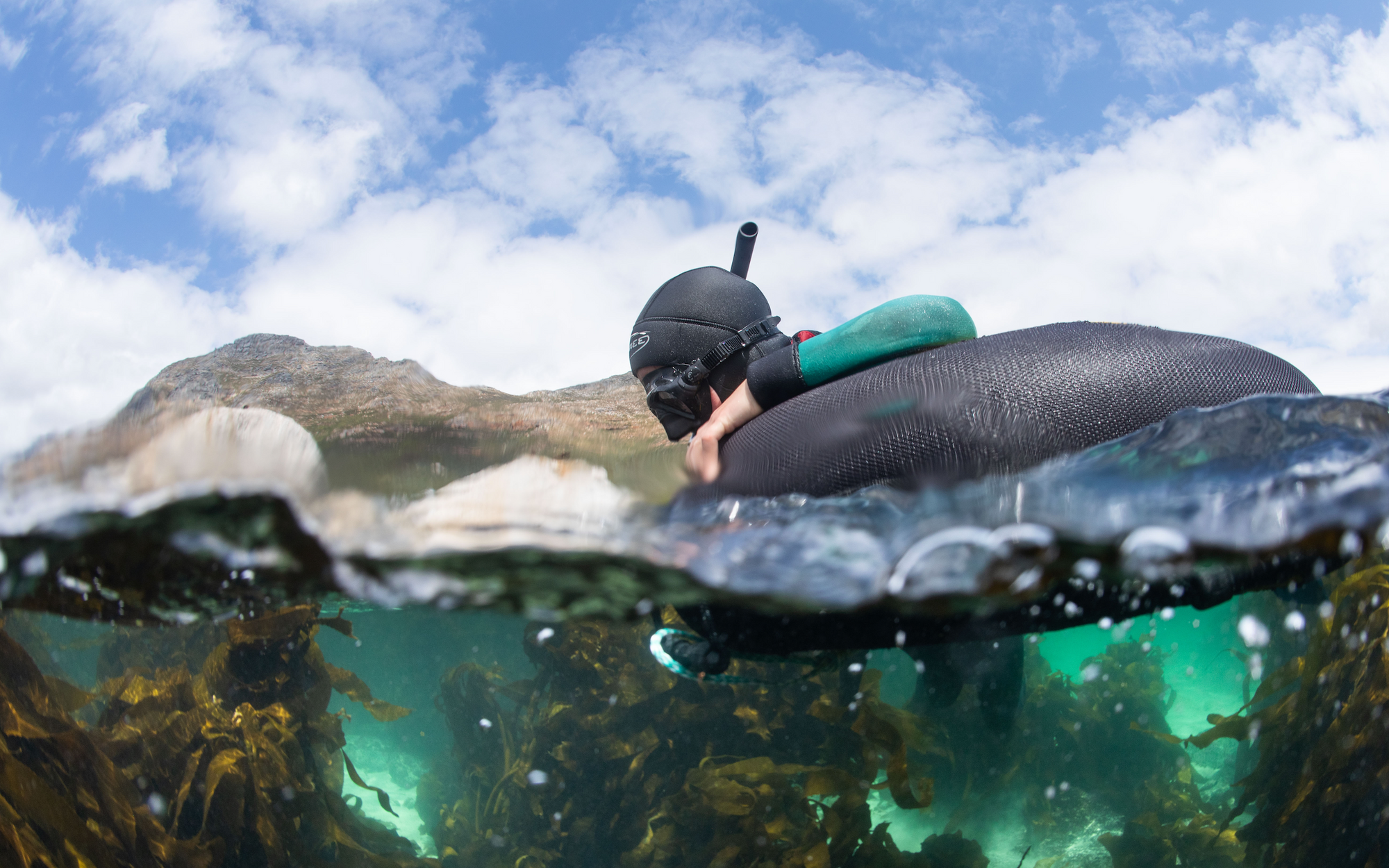 kelp forest snorkeling is suitable for all levels