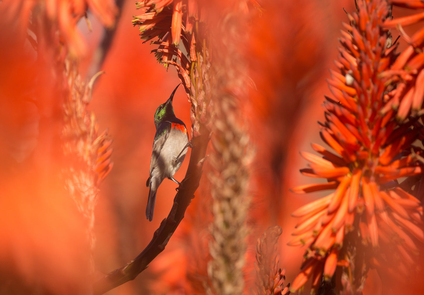 Private Cape Peninsula Eco-Experience