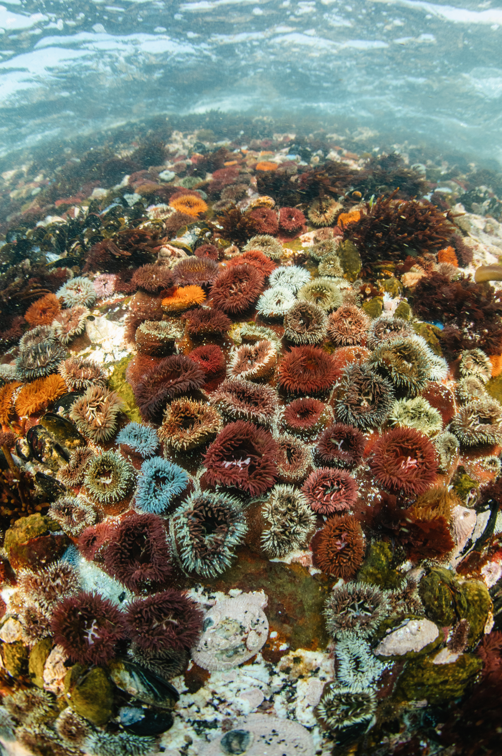 Anemone Rainbow