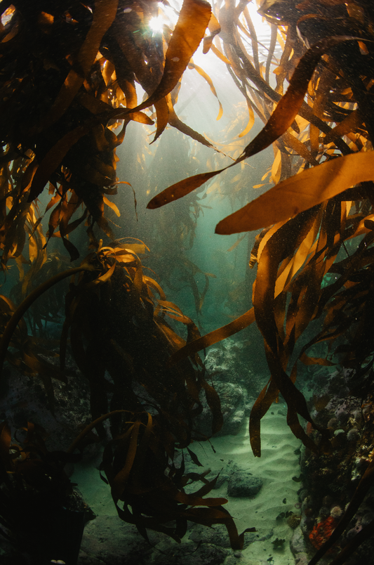 Kelp Close-Up