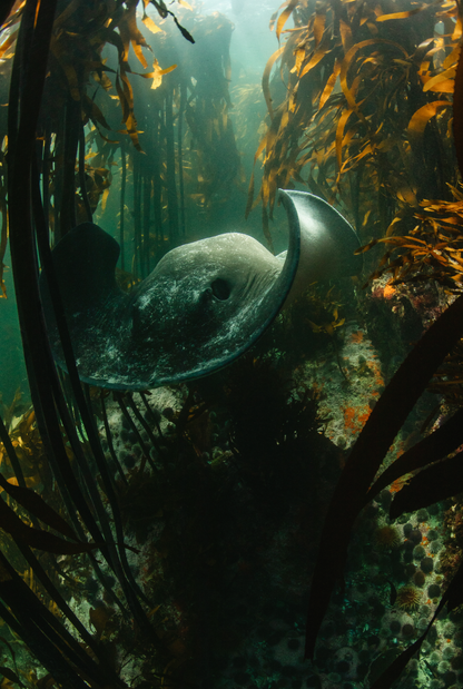 Short Tailed Sting-Ray