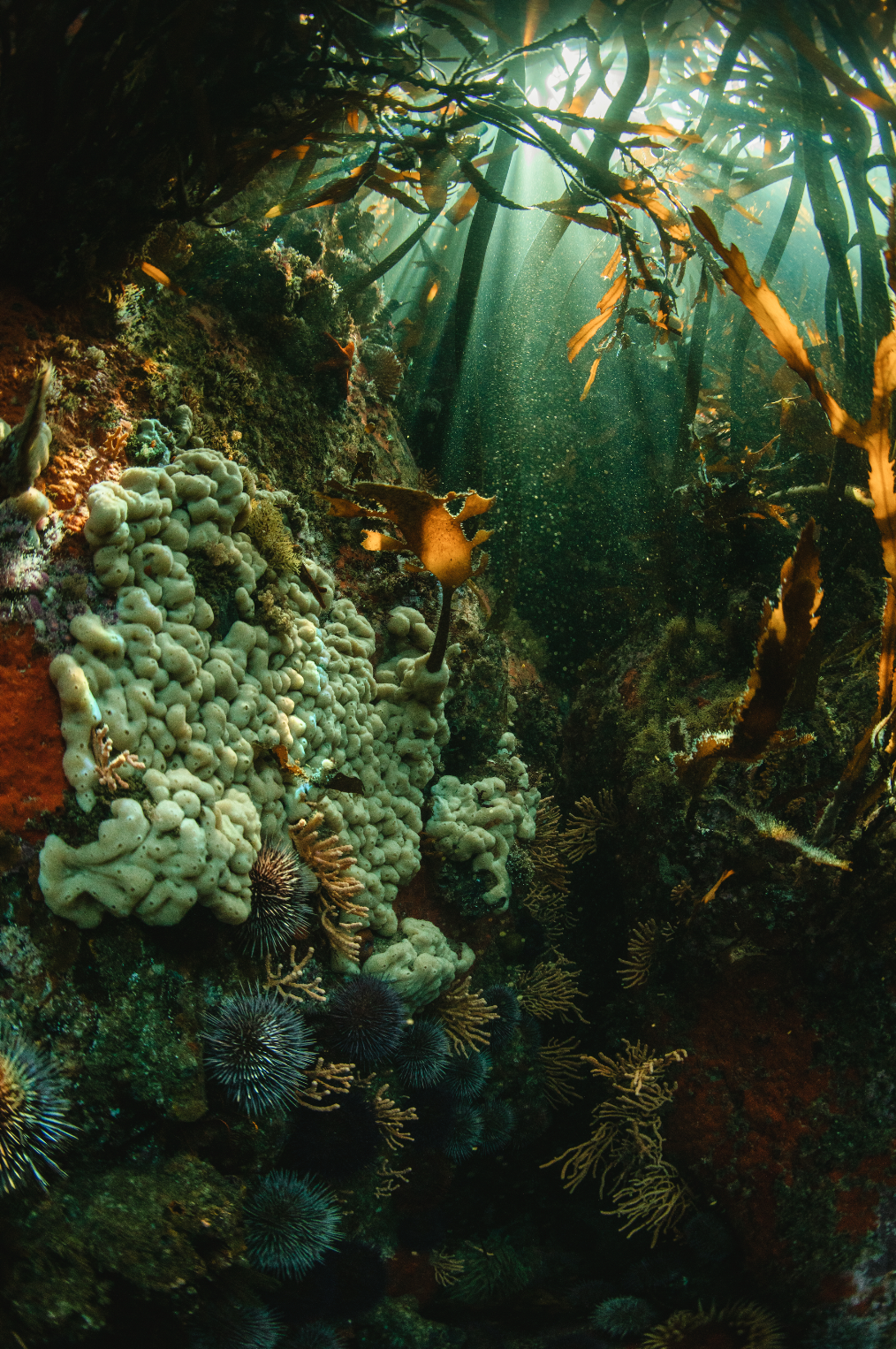 Kelp Forest