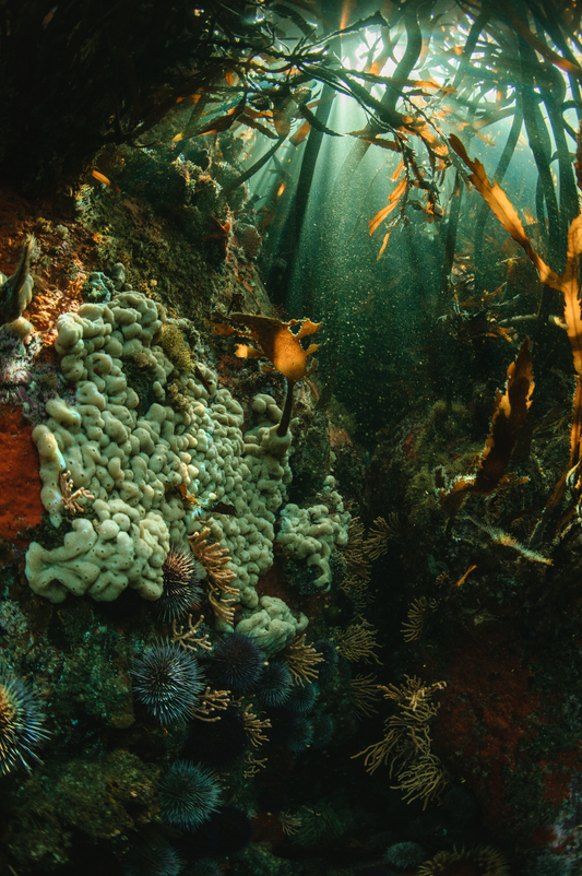 Kelp Forest