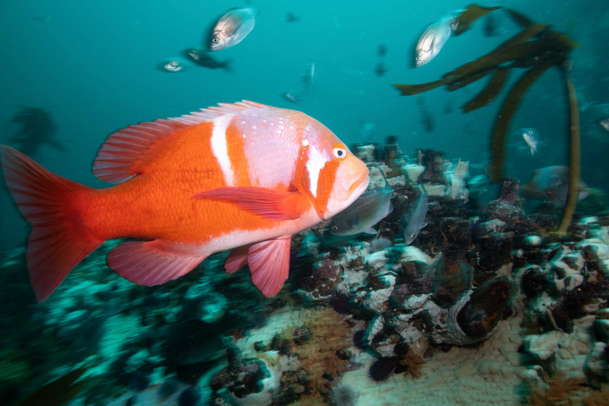 Kelp Forest Snorkeling Experience in Cape Town