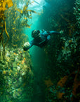 Kelp Forest Snorkeling Experience in Cape Town