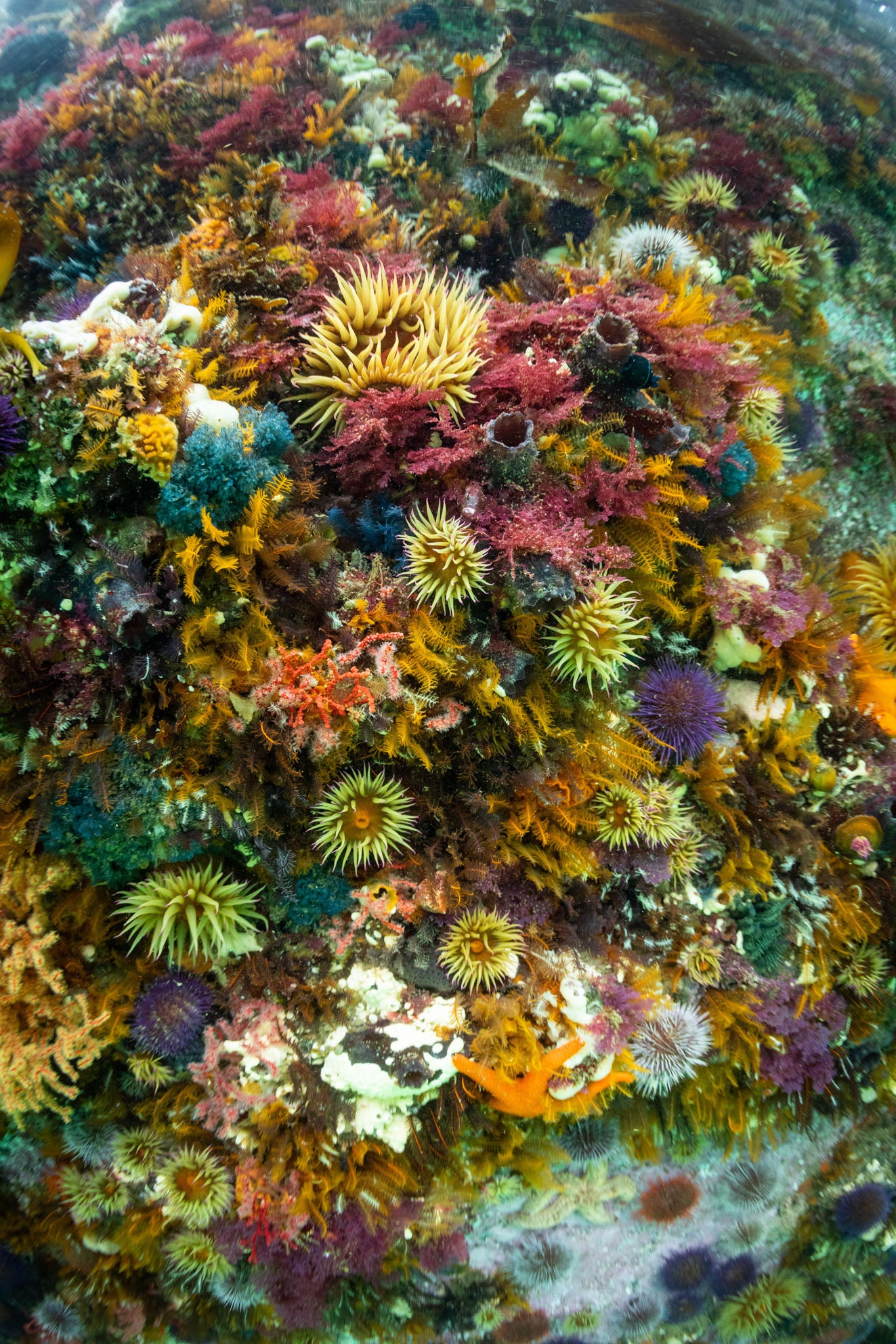 Kelp Forest Snorkeling Experience in Cape Town